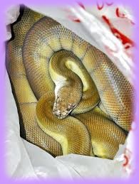 横浜市でアミメニシキヘビが逃走 巨大 人食い 人間丸呑み 毒 ペット ポリテクスエンター